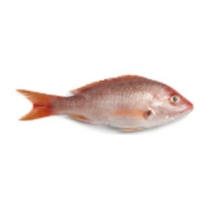 Sea Gallery Pargo Rojo Entero 1 kg / 2.2 lb | RED SNAPPER, WHOLE 1 kg / 2.2 lb