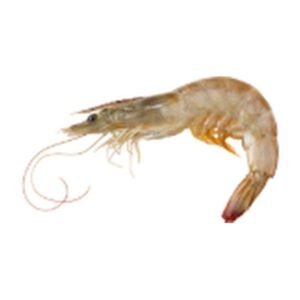 Sea Gallery Langostino con Cabeza 800 g / 1.76 lb | PRAWNS, HEAD-ON 800 g / 1.76 lb