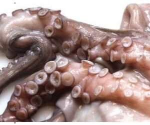 GOURMAR PULPO ENTERO 3-4 KG - 1 UNI/CAJA | GOURMAR WHOLE OCTOPUS 3-4 KG - 1 UNIT/BOX